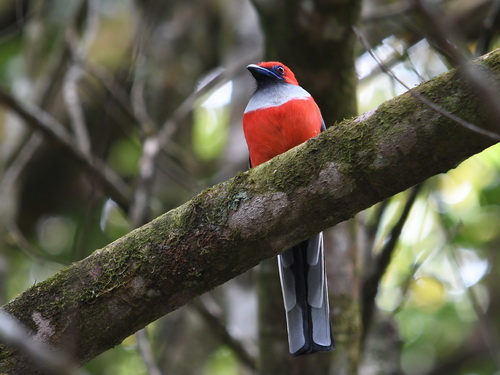 Whitehead's Trogon 