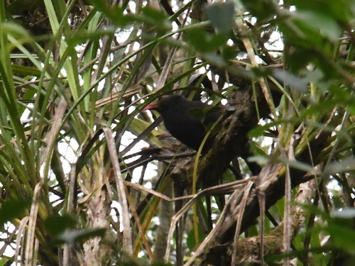 Bare-headed Laughingthrush