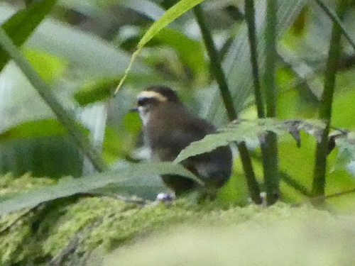 Bornean Stubtail