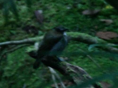 Eyebrowed Jungle Flycatcher