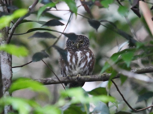 Sunda Collared Owlet