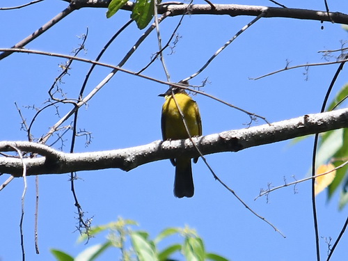 Bornean Bulbul