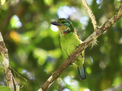 Mountain Barbet