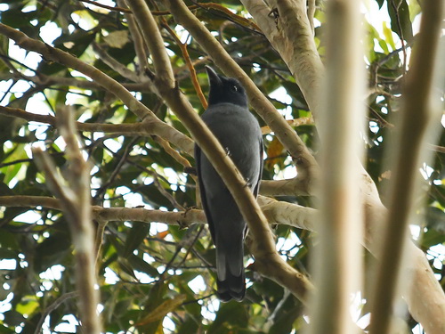 Sunda Cuckoo-shrike
