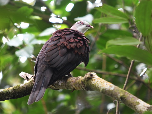 Mountain Imperial Pigeon