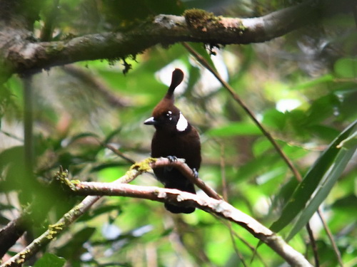 Crested Shrikejay