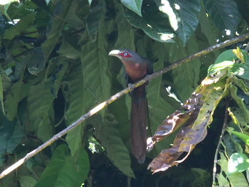 Chestnut-breasted Malkoha