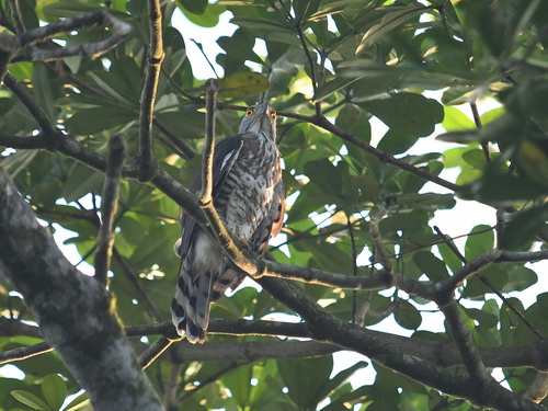 Crested Goshawk