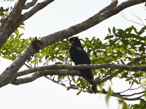 Bat Hawk