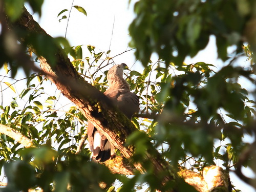 Grey-headed Fish Eagle