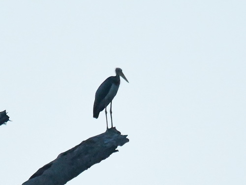 Lesser Adjutant