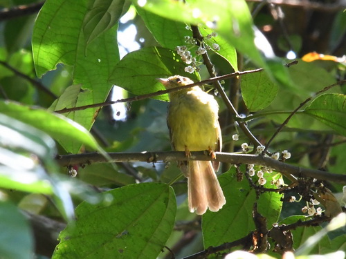 Hairy-backed Bulbul
