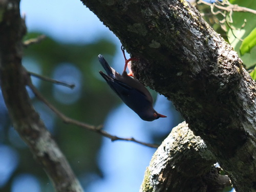 Velvet-fronted Nuthatch