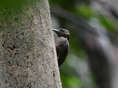 Buff-necked Woodpecker