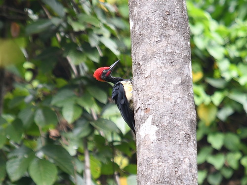White-bellied Woodpecker