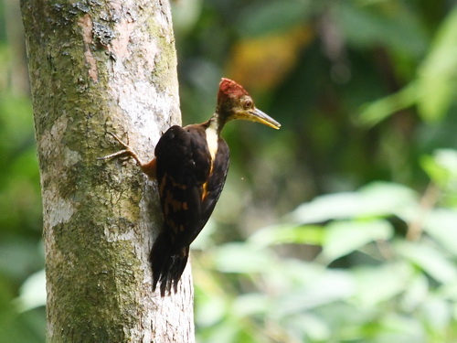 Orange-backed Woodpecker