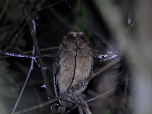 Reddish Scops Owl