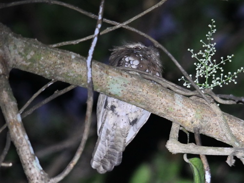 Sunda Frogmouth