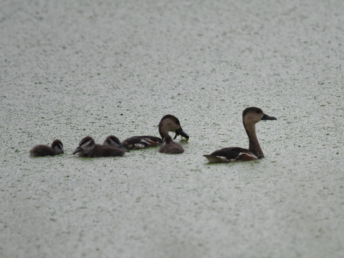 Wandering Whistling Duck