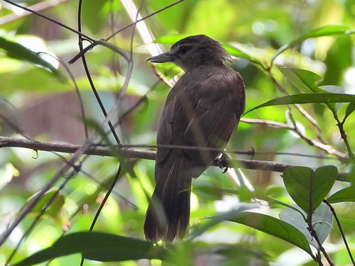 Hook-billed Bulbul
