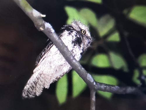 Sunda Frogmouth