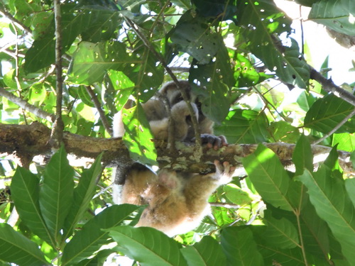 Slow Loris