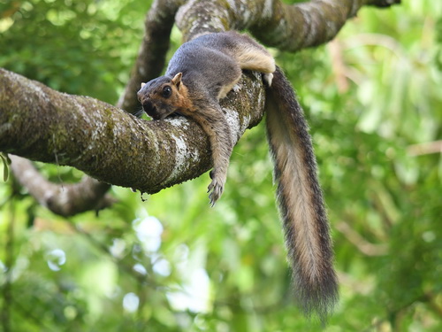 Giant Squirrel