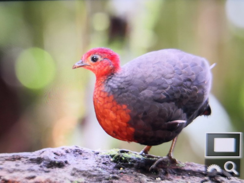 Crimson-headed Partridge