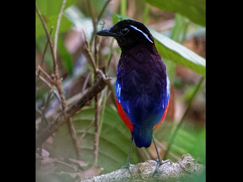 Black-headed Pitta