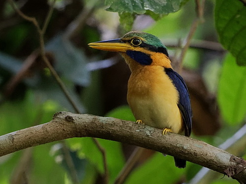 Rufous-collared Kingfisher