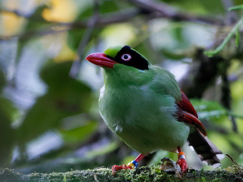 Short-tailed Green Magpie