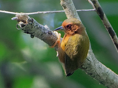 Rufous Piculet