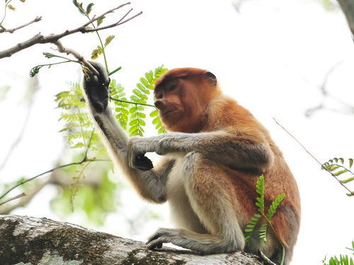 Proboscis Monkey