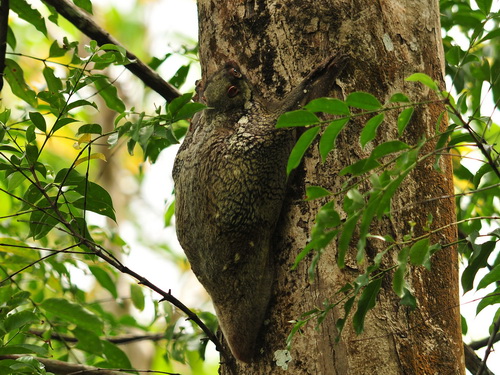 Flying Lemur