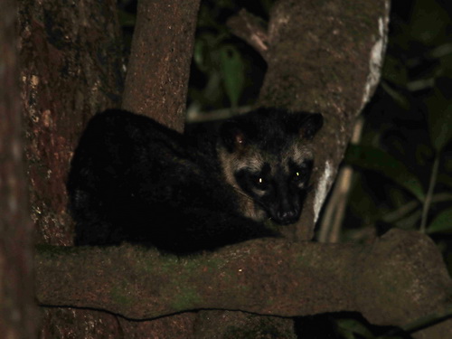 Common Palm Civet