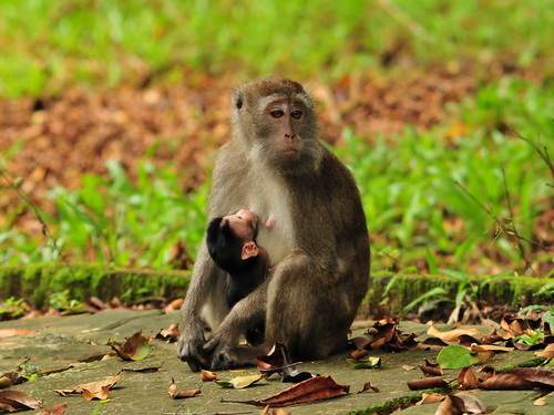 Crab-eating Macaque