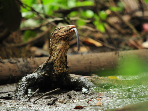 Asian Water Monitor 