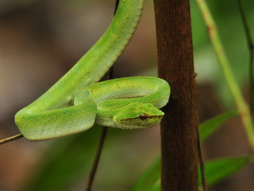 Bornean keeled Pit Viper