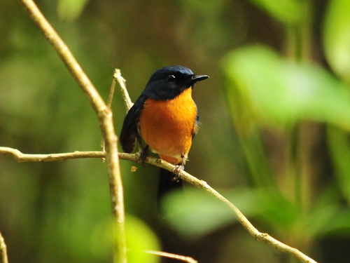 Mangrove Blue Flycatcher