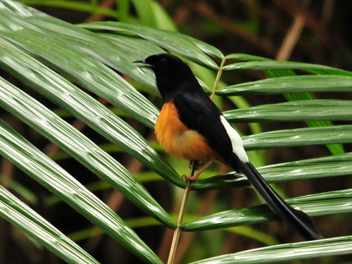 White-rumped Shama
