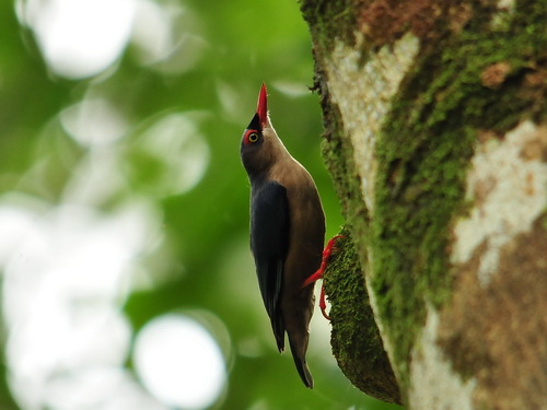 Velvet-fronted Nuthatch