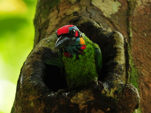 Red-crowned Barbet