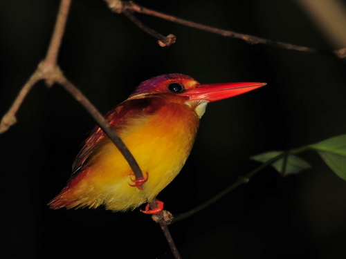 Rufous-backed Kingfisher