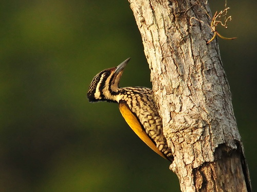 Common Flameback