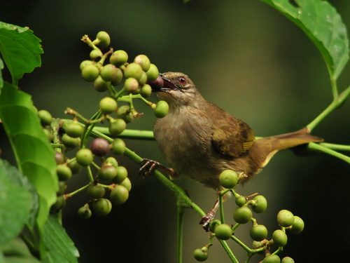 Olive-winged Bulbul