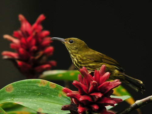 Purple-naped Spiderhunter