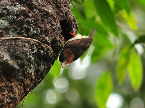 Bornean Brown Barbet