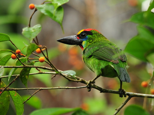 Red-throated Barbet