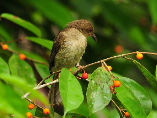 Cream-vented Bulbul