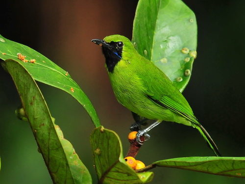 Lesser Green Leafbird